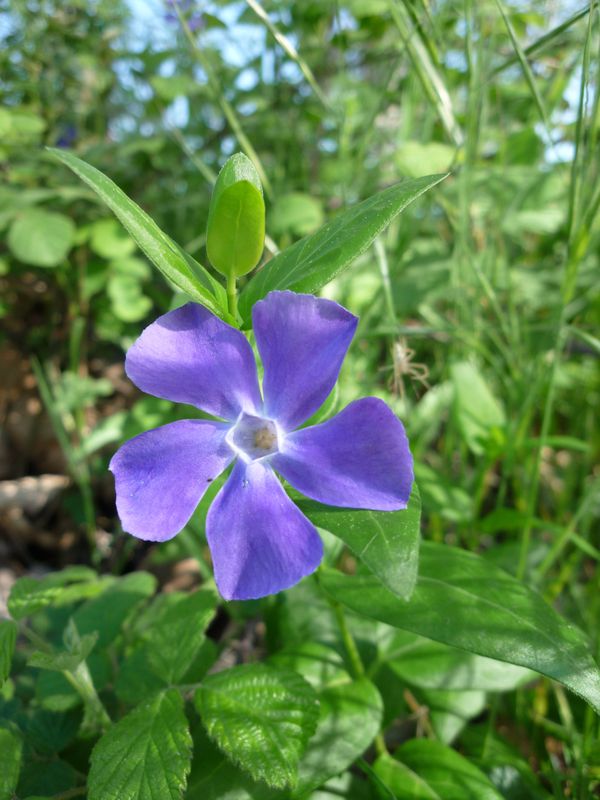 Vinca herbacea?